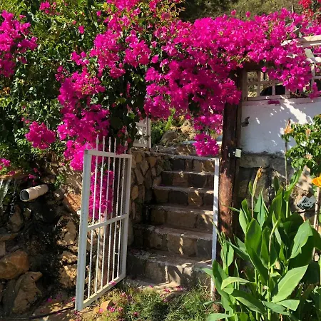 Begonvilla Bungalows